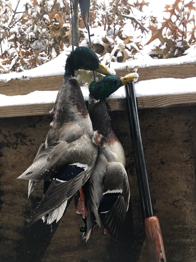 Example harvest photo - multiple ducks