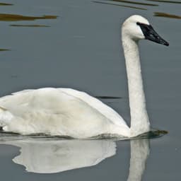 Trumpeter swan — federally protected, never harvest
