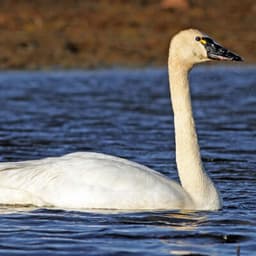 Tundra swan — legal to harvest with permit