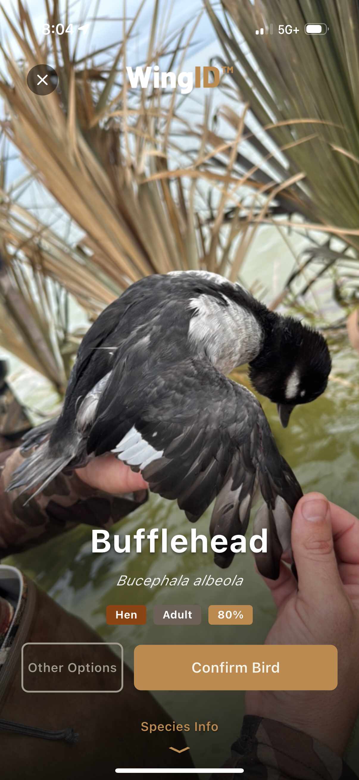 WingID™ Species Recognition screenshot